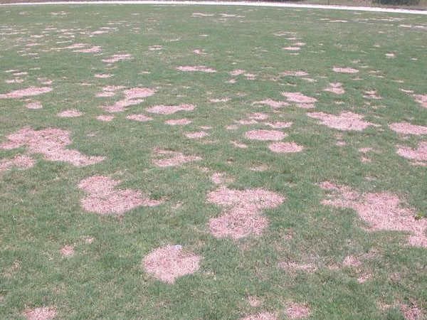Diseases of Warm-Season Turfgrasses
